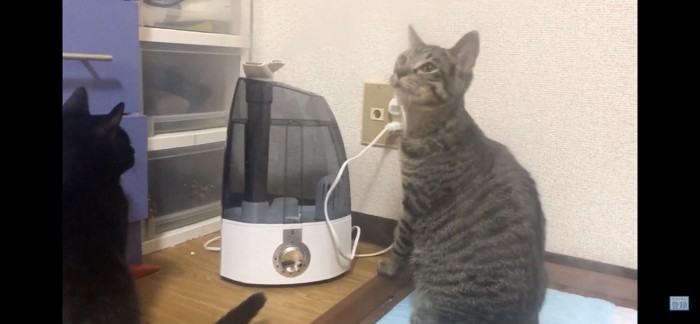 加湿器の水蒸気のにおいを嗅ぐ猫