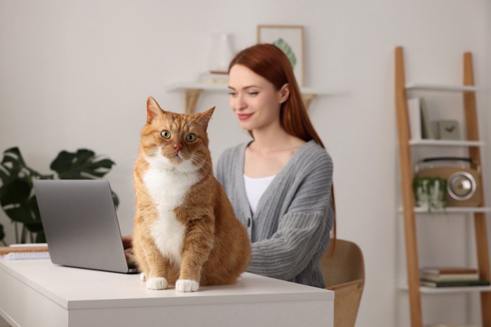 猫と仕事中の女性