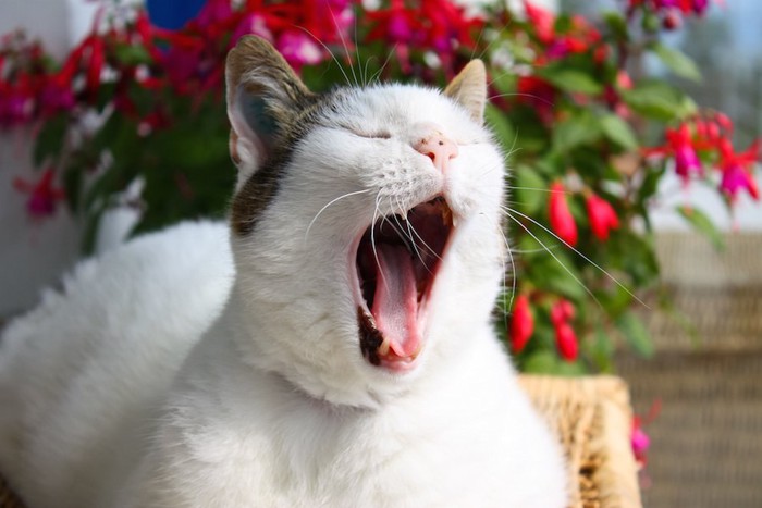 大きく口を開けてあくびをする猫