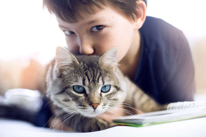 少年の勉強の邪魔をする猫