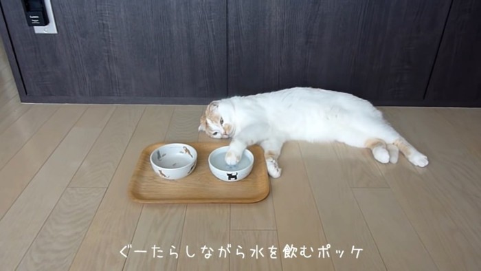 容器に入った水を触る猫