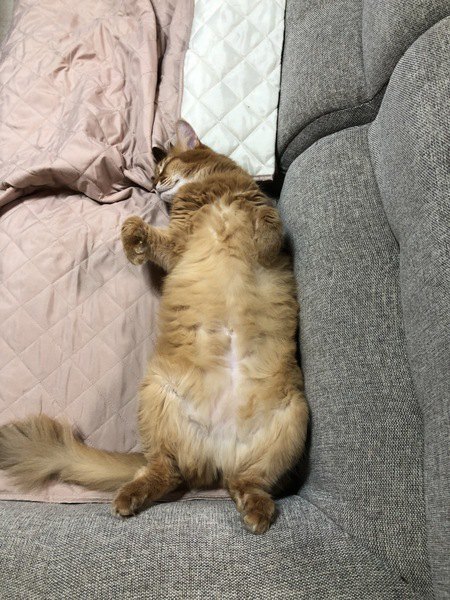 ソファーでお腹を出して眠るソマリ