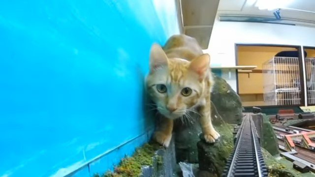 壁際の猫