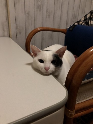 テーブルに顎をのせる猫