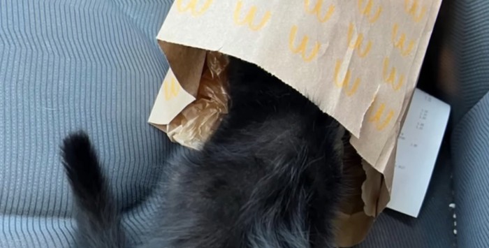 マクドナルドの紙袋に入る子猫