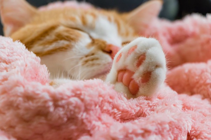 毛布の包まって眠る猫