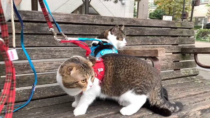 ベンチに座る2匹の猫