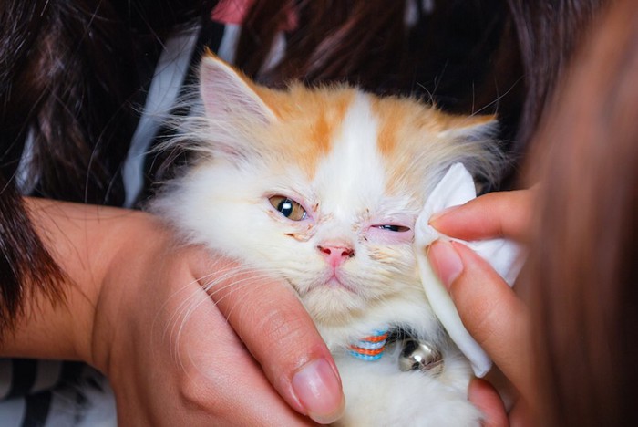目の周りを拭かれている子猫