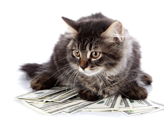 紙幣の上でくつろぐ猫