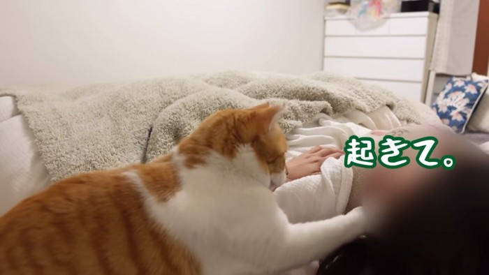 人の顔に触る猫