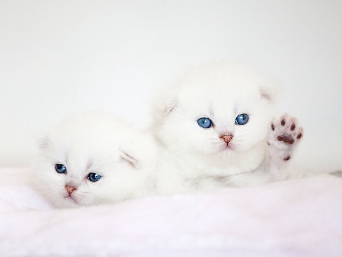 キトンブルーの白い二匹の子猫