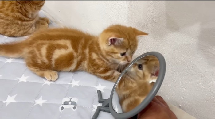 鏡の裏を探る猫