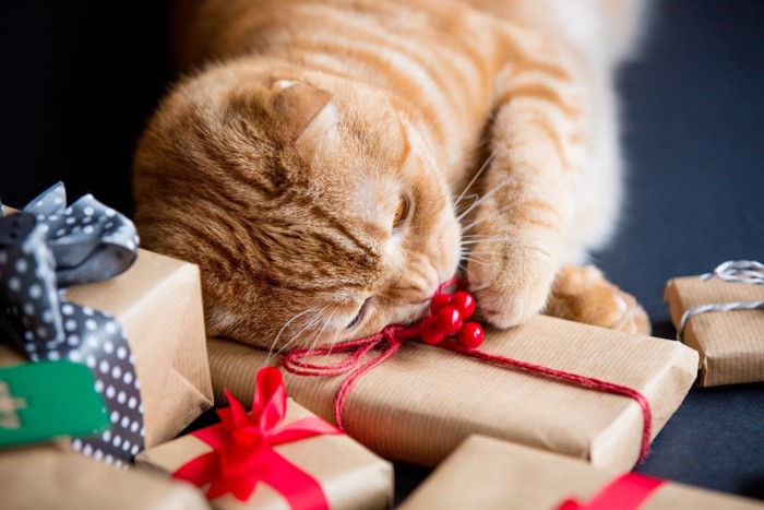 猫とプレゼント