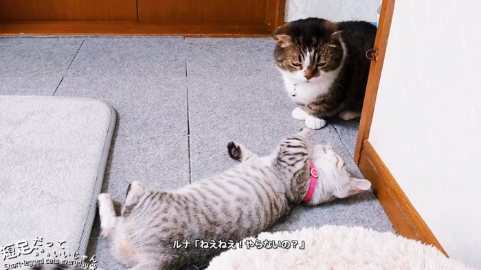 壁際で仰向けになる子猫と座る成猫