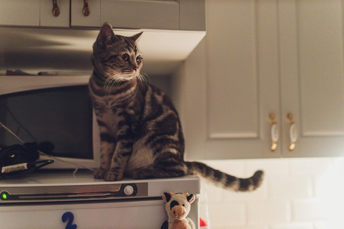 暗いキッチンにいる猫
