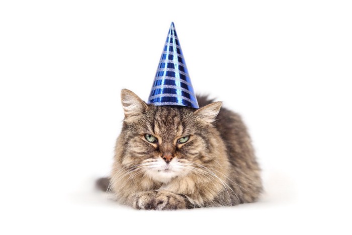 三角帽子を被る高齢者の猫