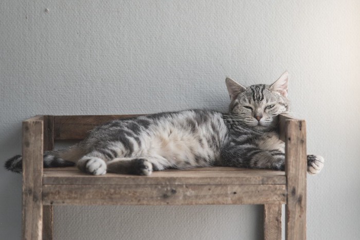 棚の上で寝る猫