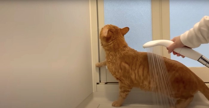 お風呂場のドアを開けようとする猫