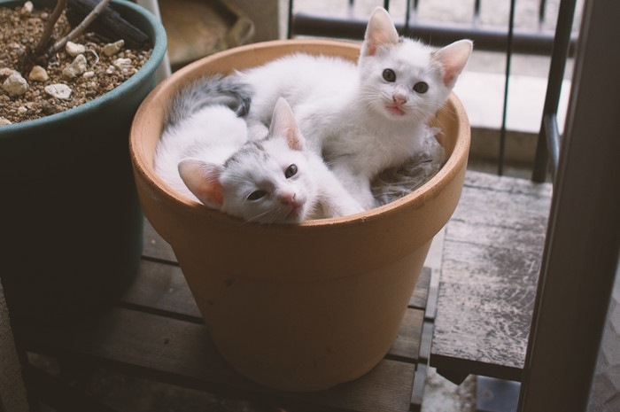 二匹の白い子猫