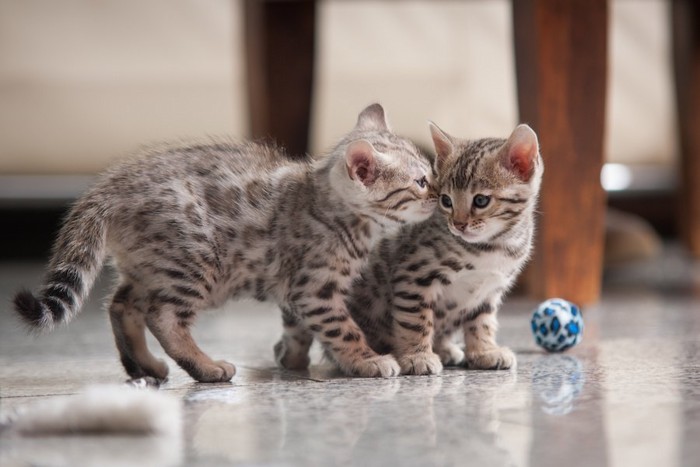 一緒に遊ぶ二匹のシルバーベンガルの子猫