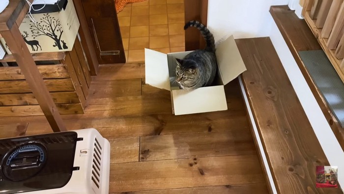 箱におさまるキジトラ