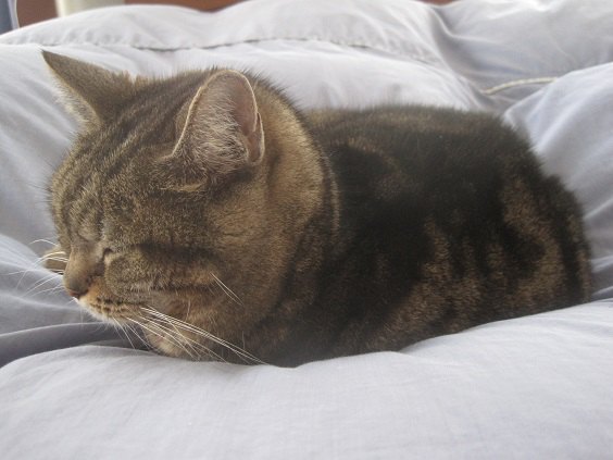 ベッドで布団に乗って寝ている猫