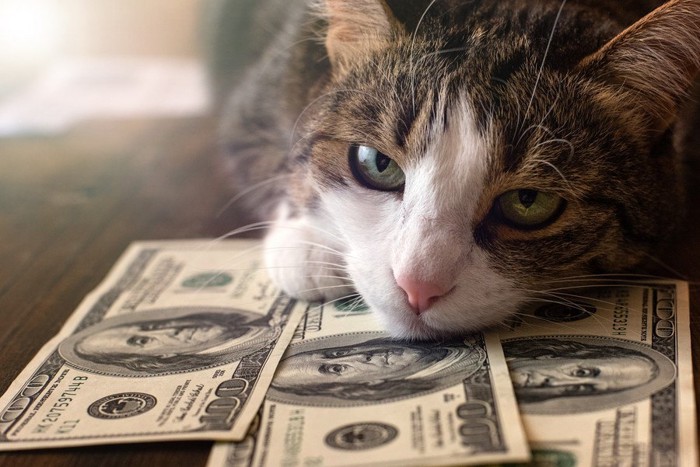 ドル札に顎乗せする猫