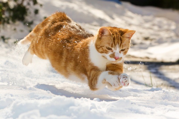 雪の中で狩りをする猫