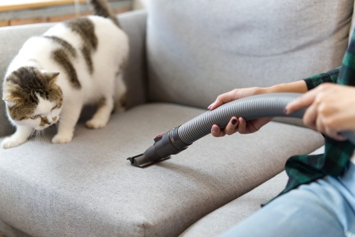 ソファに掃除機をかける人と身構える猫