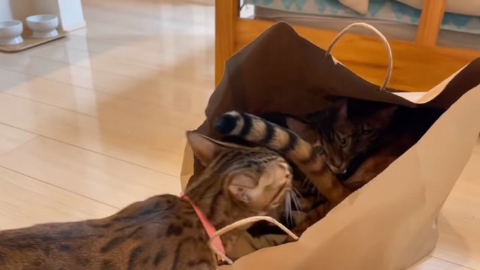 紙袋に入る2匹の猫と中を見る猫