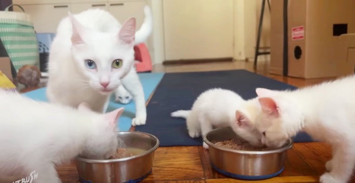 母猫と子猫がフードを食べる