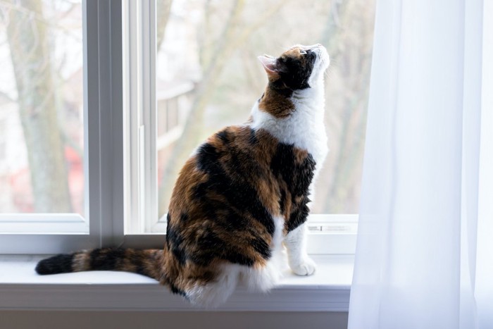 窓辺に座ってカーテンの上の方を見る猫