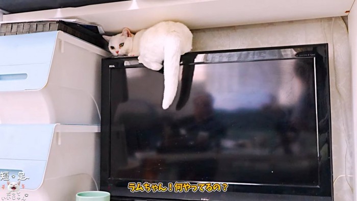 テレビの上に乗る猫