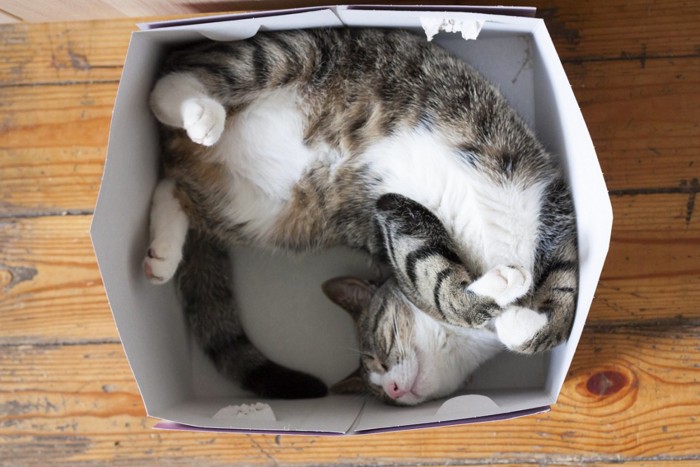 箱に入って眠る猫