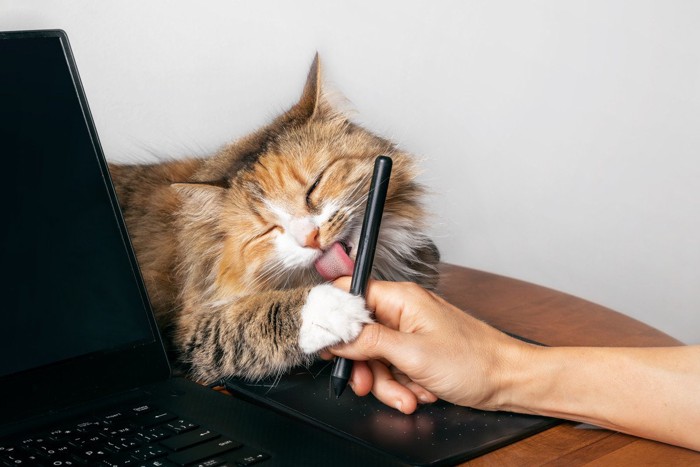タブレットペンを持つ手を舐めて邪魔する猫