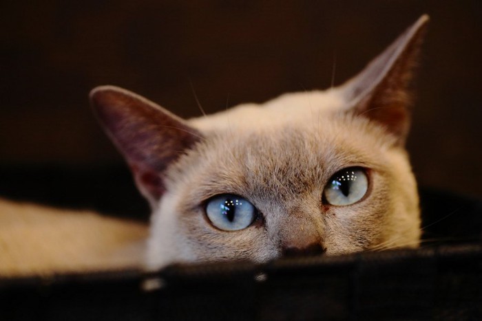 輝く猫の目イメージ