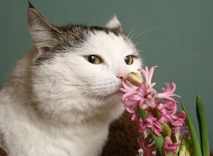 花を嗅いでいる猫