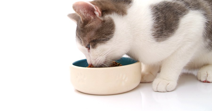 白い器でご飯を食べる猫