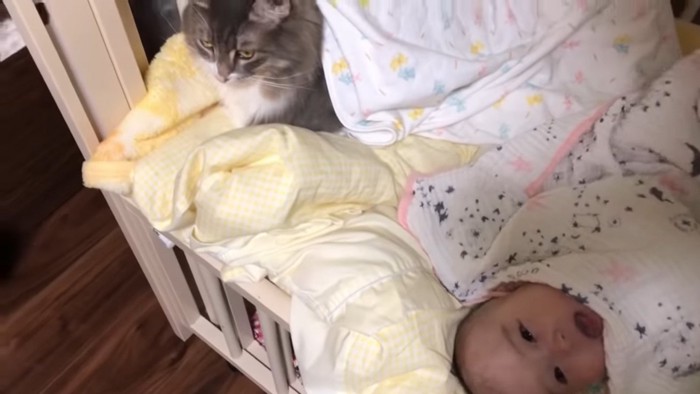 赤ちゃんと少し距離を置く猫