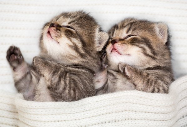 寝る2匹の子猫