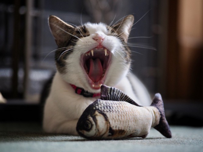 魚の形のおもちゃとあくびをする猫
