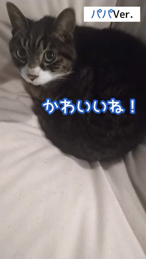 振り向く猫