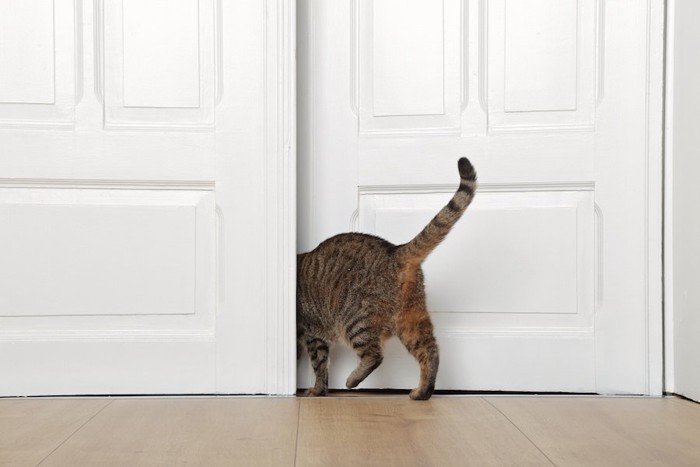 扉を開けて部屋から出て行く猫