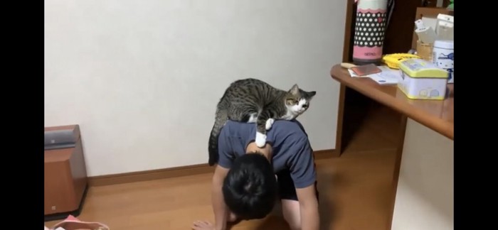 背中の上で寛ぐ猫