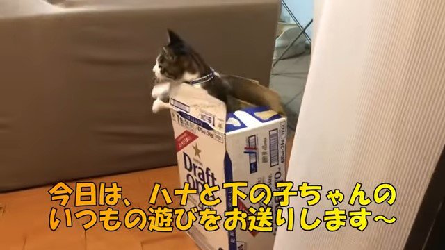 ダンボール箱から顔を出す猫