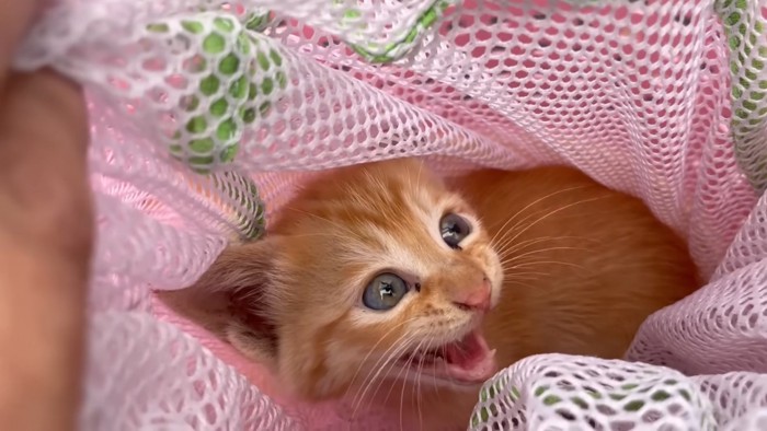 洗濯ネットの中にいる子猫
