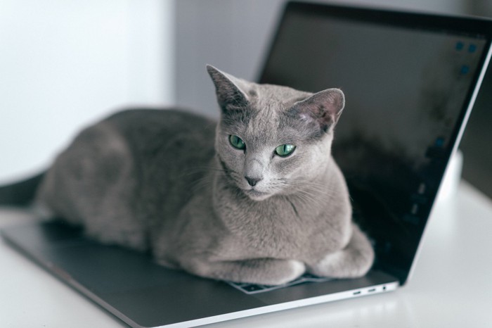 ノートPCのキーボードの上に乗る猫