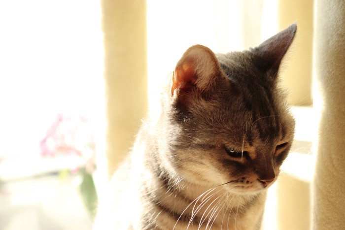 悲しそうな表情を浮かべる猫
