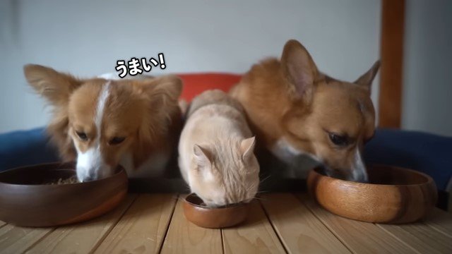 餌を食べる2匹の犬と猫
