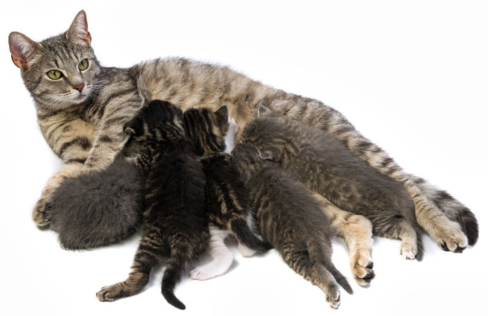 たくさんの子猫にお乳を与える母猫